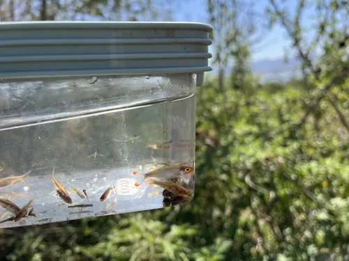 Miniatura: Sawbwa (Sawbwa spp.)
