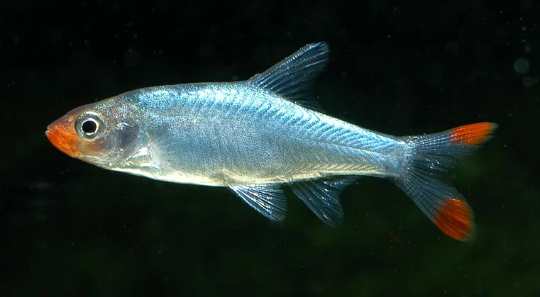 Miniatura: Sawbwa (Sawbwa spp.)