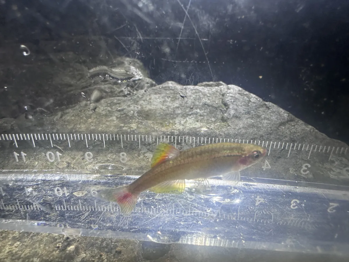 Miniatura: Tanichthys (Tanichthys spp.)