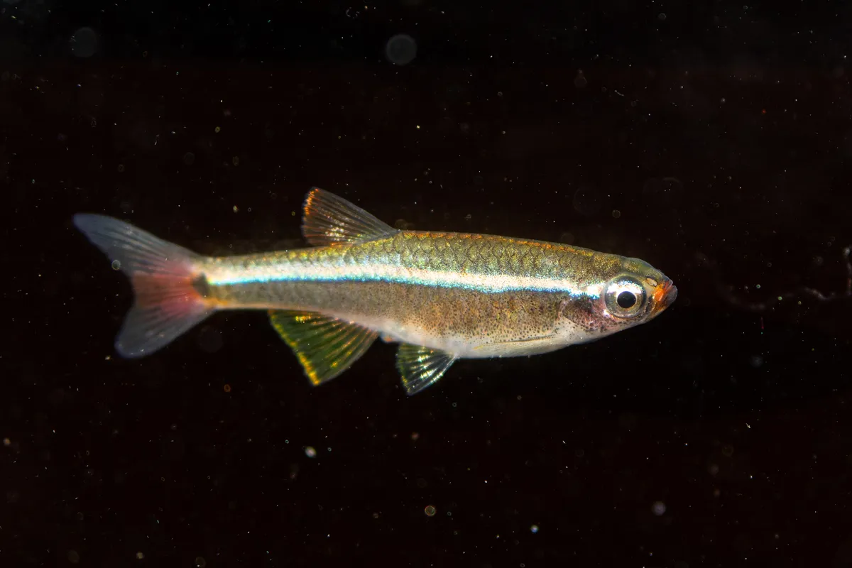 Miniatura: Tanichthys (Tanichthys spp.)