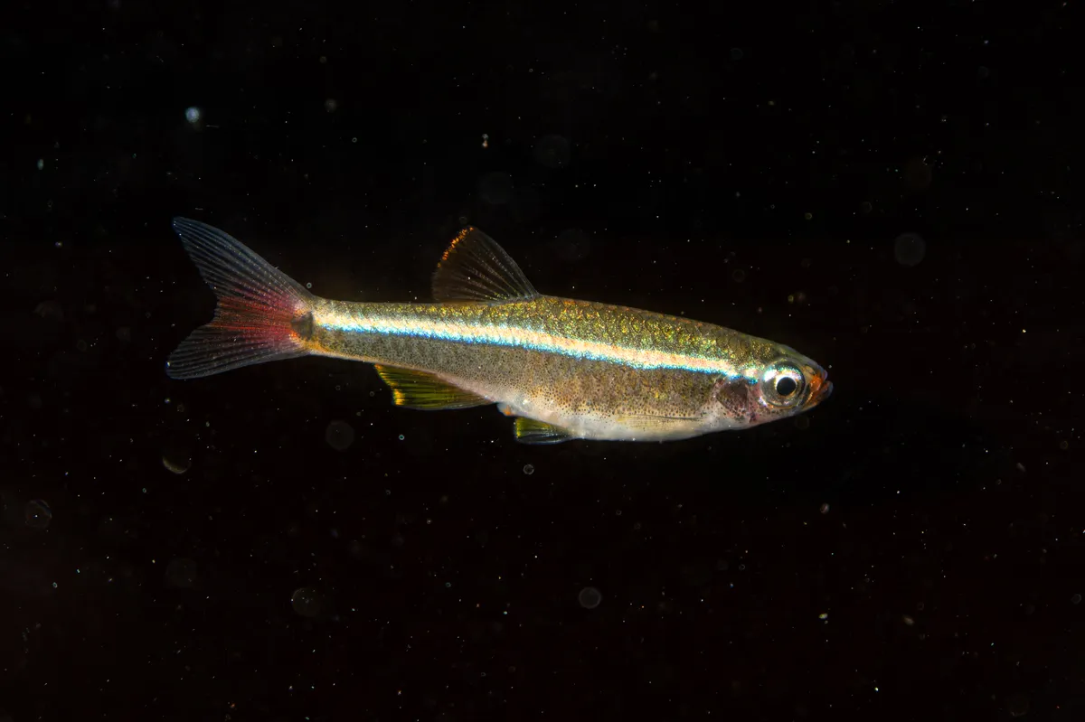 Miniatura: Tanichthys (Tanichthys spp.)