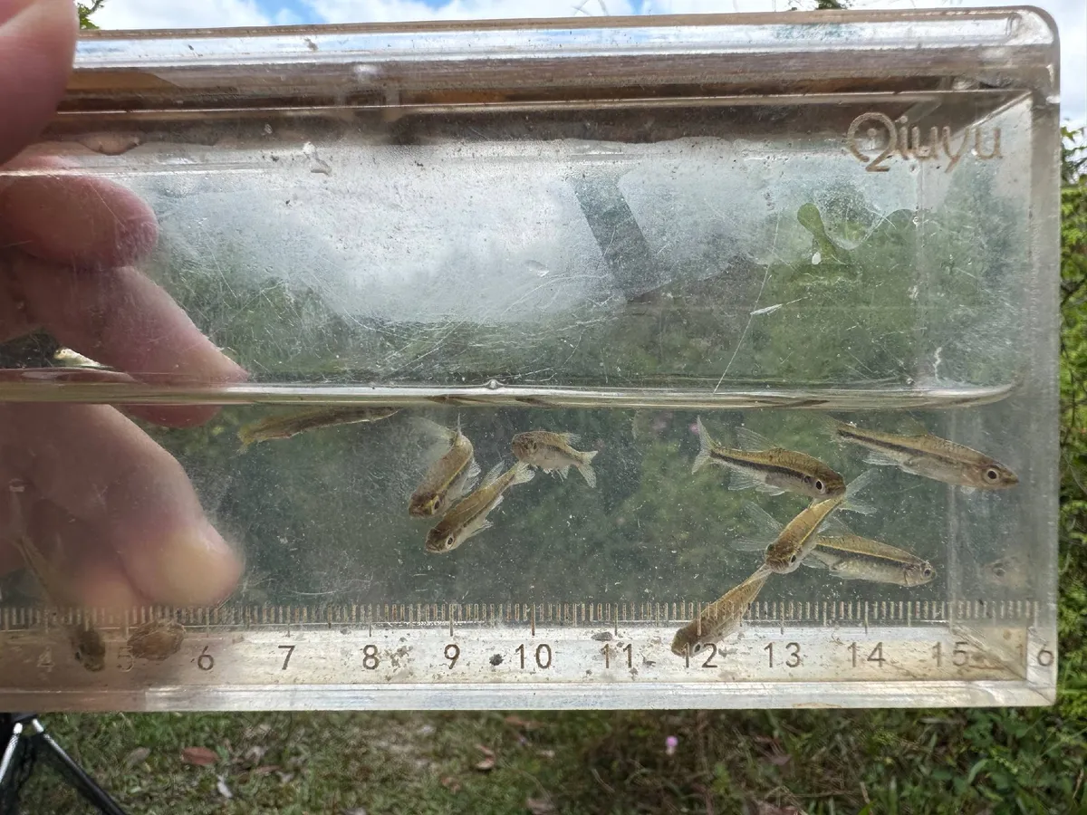 Miniatura: Trigonopoma (Trigonopoma spp.)