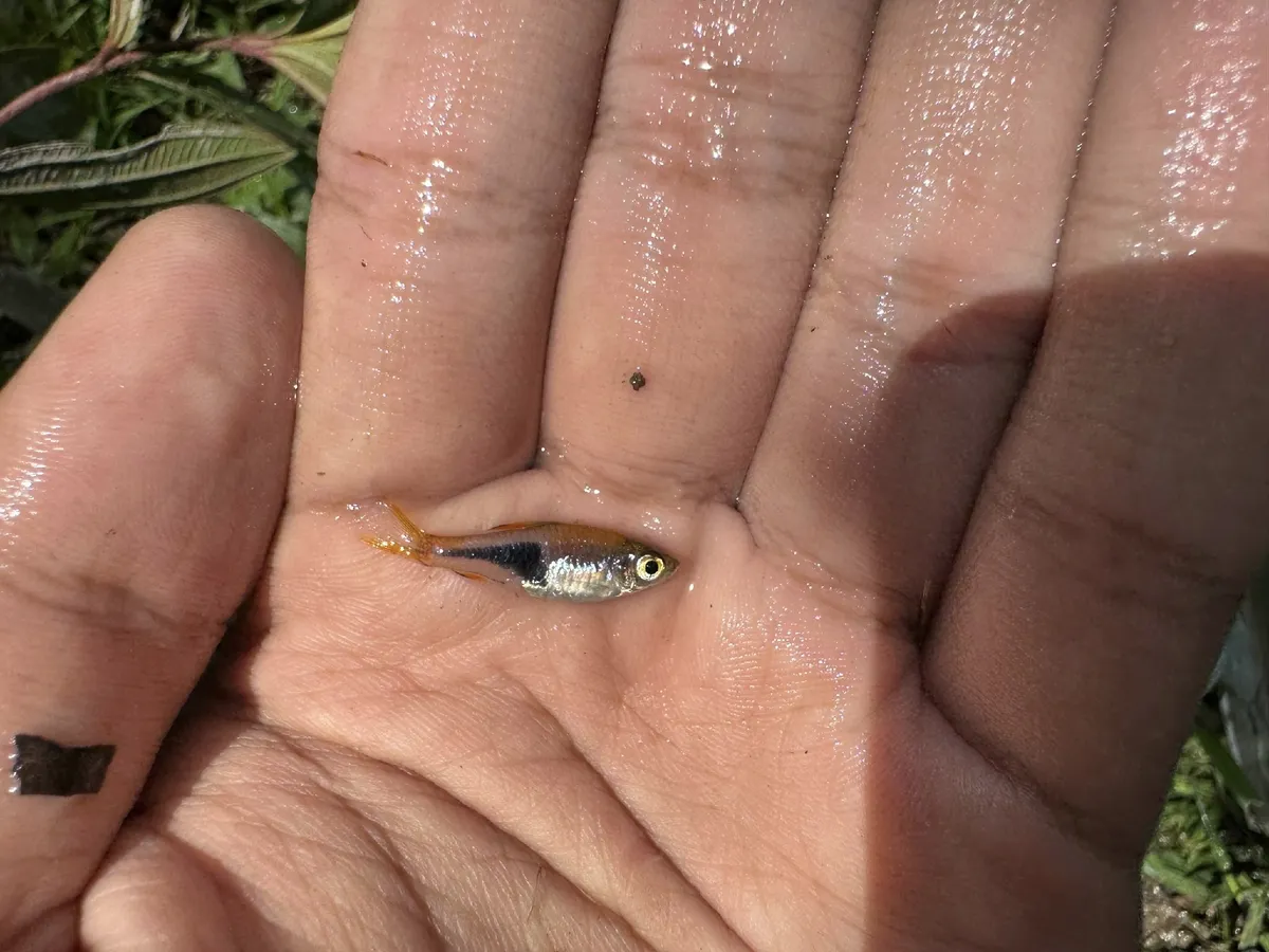 Miniatura: Trigonostigma (Trigonostigma spp.)