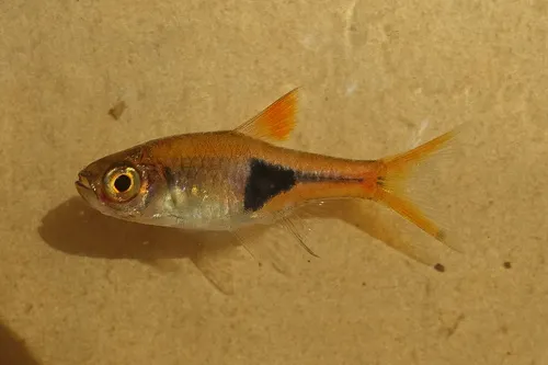 Miniatura: Trigonostigma (Trigonostigma spp.)