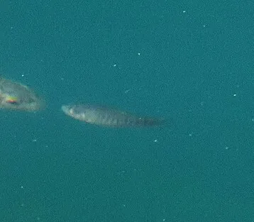 Ciprinodontidi
