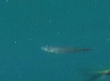 Miniatura: Aphanius (Aphanius spp.)