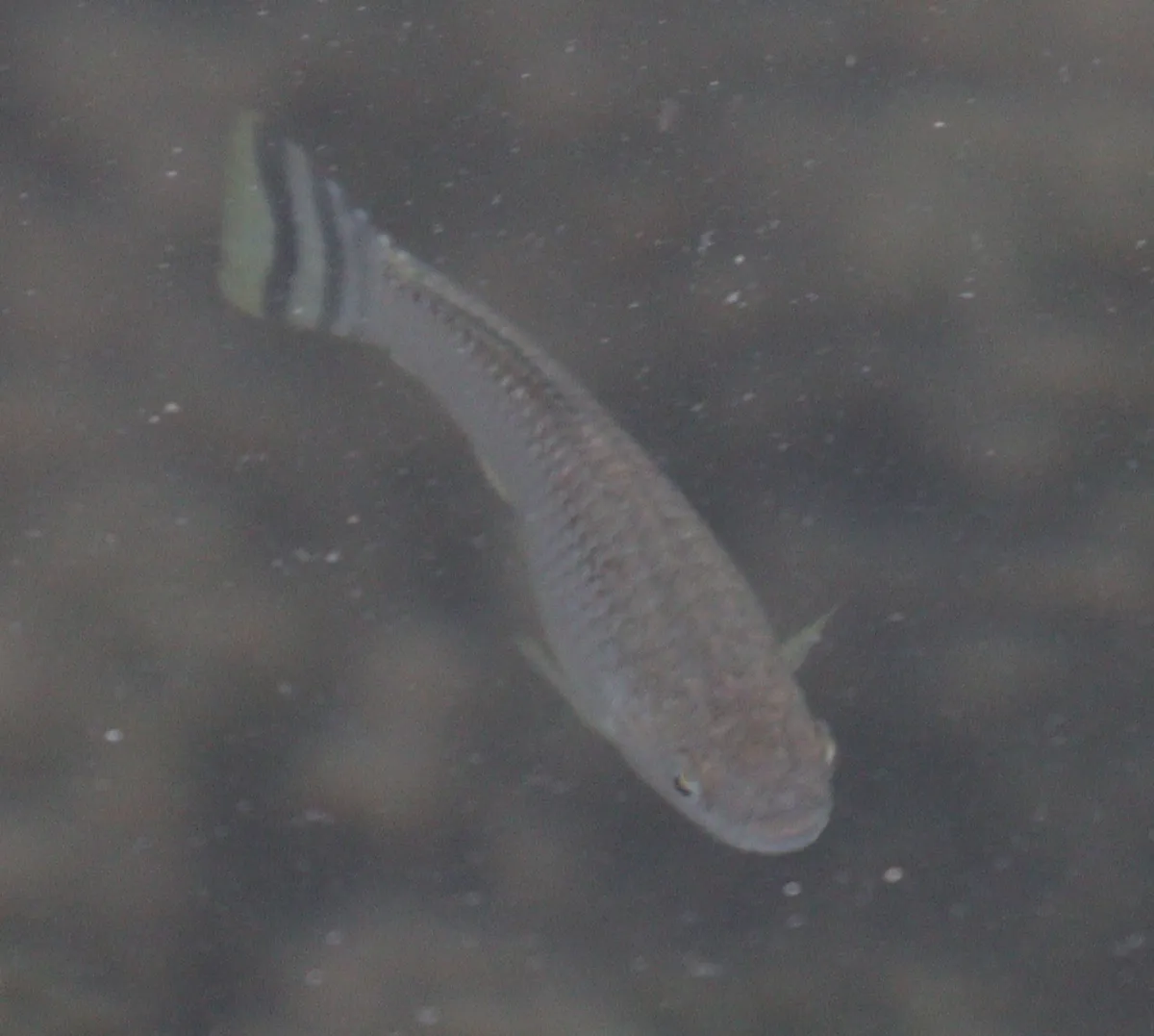 Miniatura: Aphanius (Aphanius spp.)