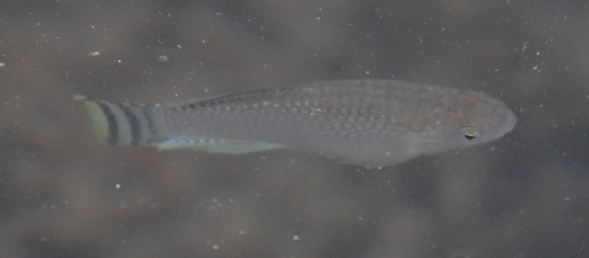 Miniatura: Aphanius (Aphanius spp.)