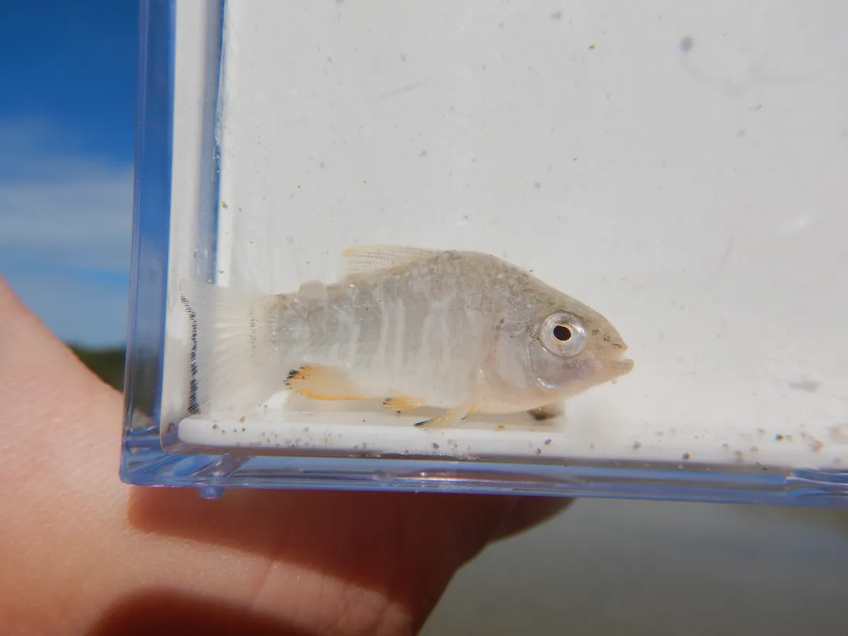 Cyprinodon (Cyprinodon spp.)