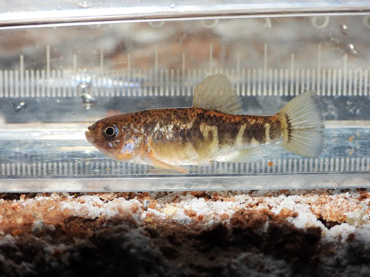 Miniatura: Cyprinodon (Cyprinodon spp.)