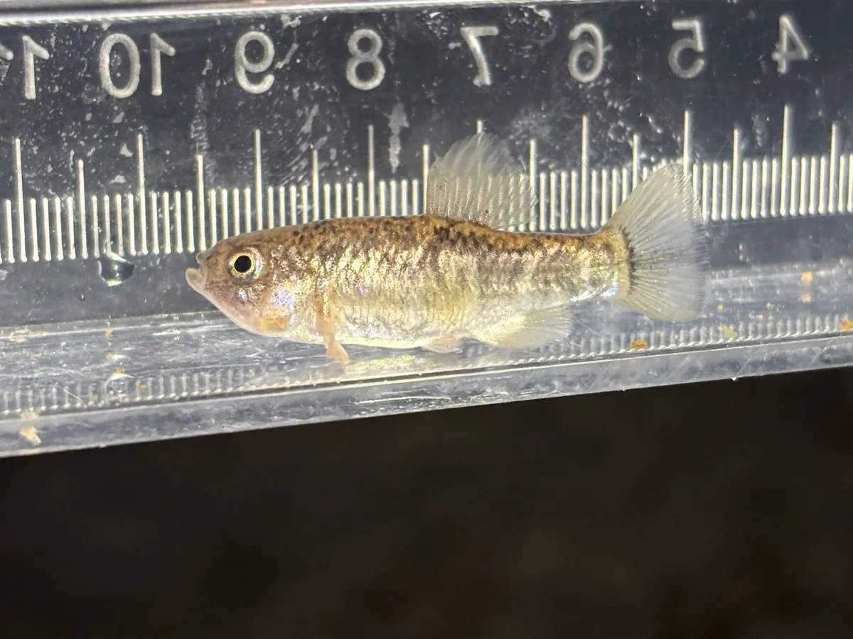 Miniatura: Cyprinodon (Cyprinodon spp.)