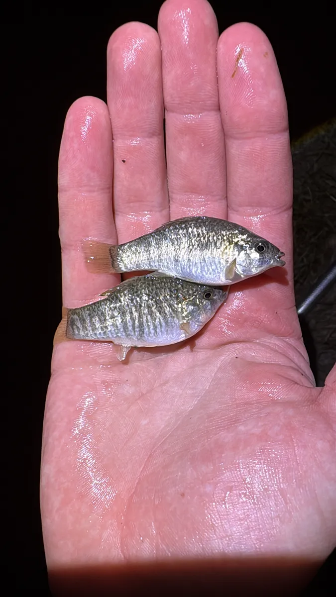 Miniatura: Cyprinodon (Cyprinodon spp.)