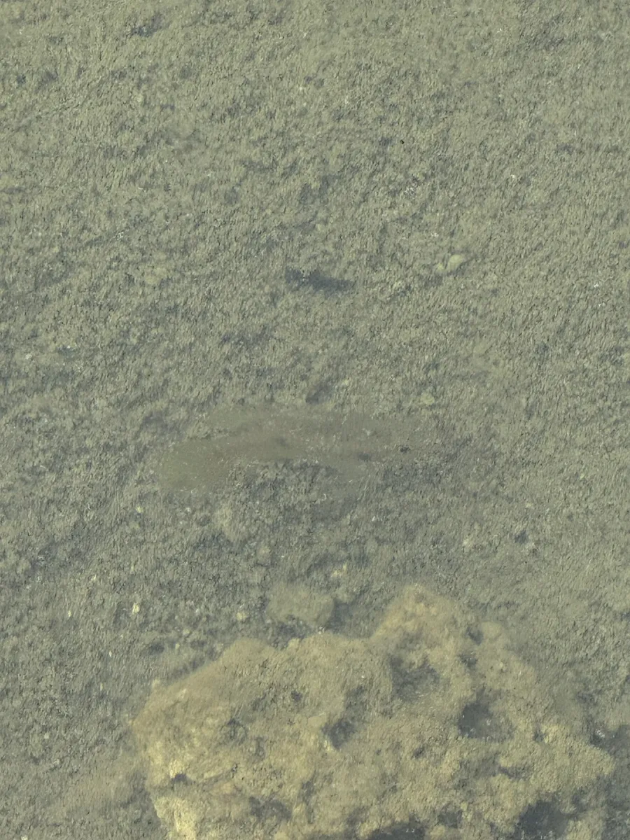 Jordanella (Jordanella spp.)