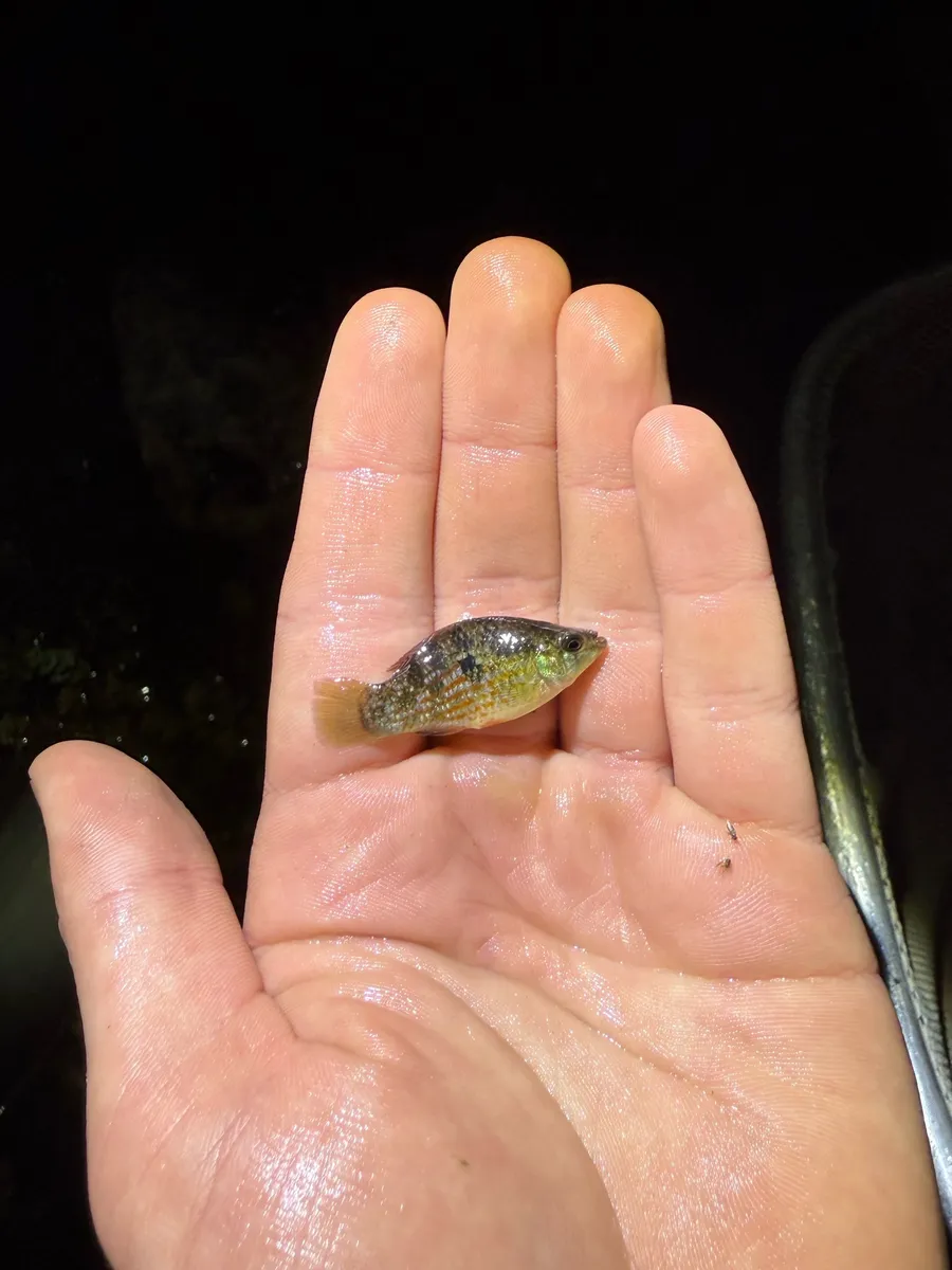 Miniatura: Jordanella (Jordanella spp.)