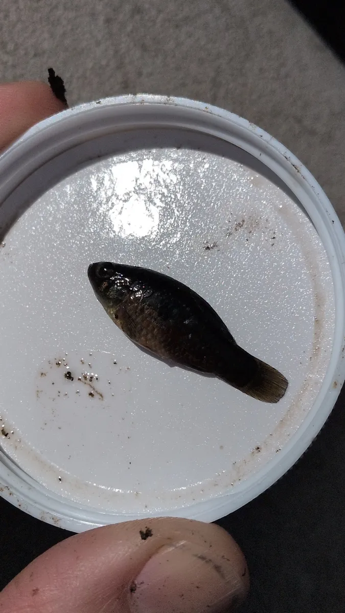 Miniatura: Jordanella (Jordanella spp.)