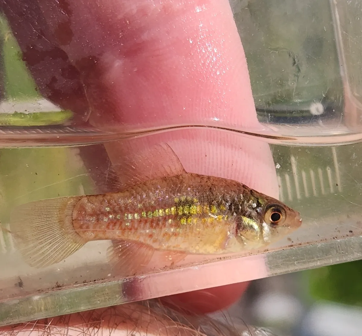 Miniatura: Jordanella (Jordanella spp.)