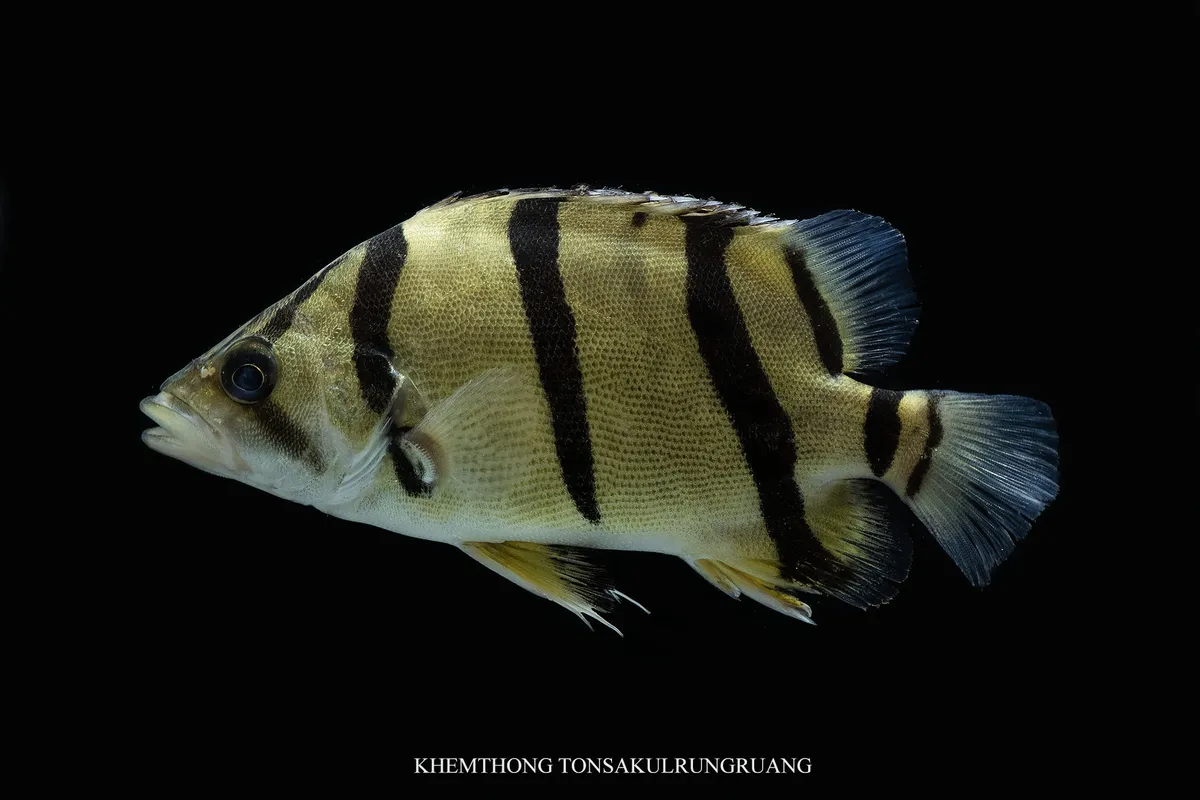 Datniodidi (Pesci tigre)