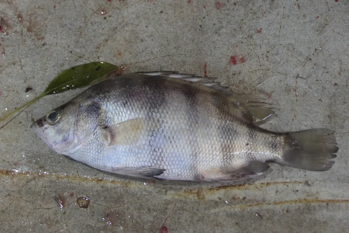 Miniatura: Datnioides (Datnioides spp.)