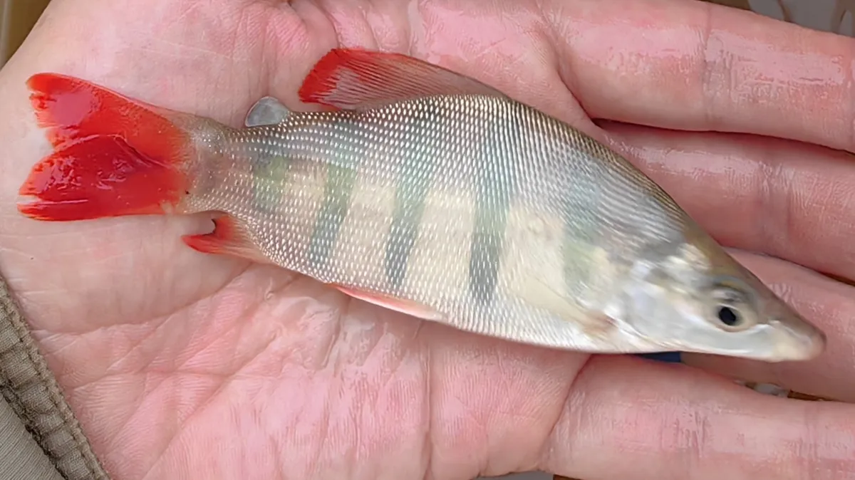 Distichodontidi
