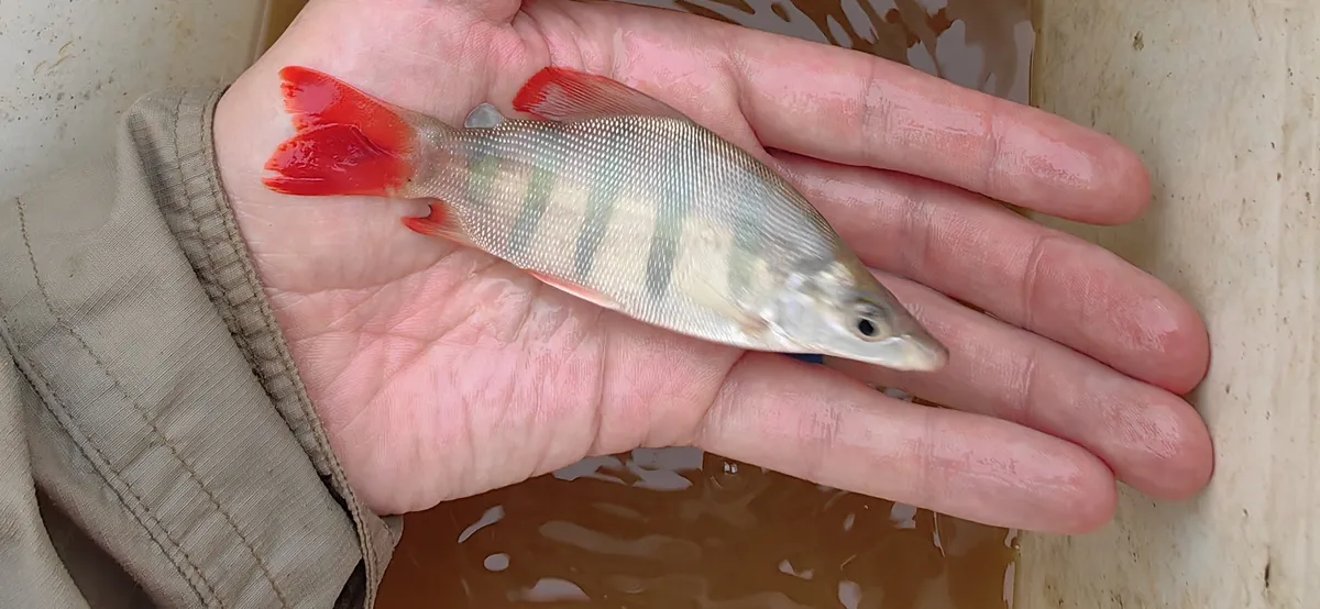 Miniatura: Distichodus (Distichodus spp.)