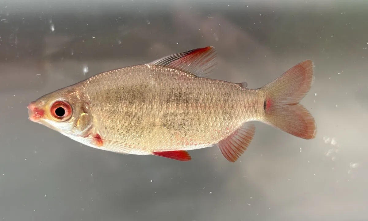 Miniatura: Distichodus (Distichodus spp.)
