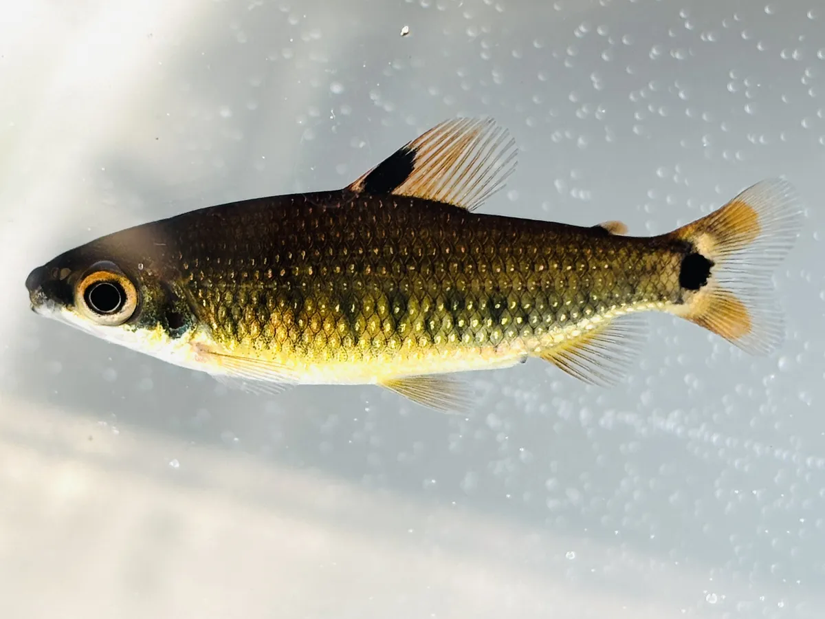 Miniatura: Distichodus (Distichodus spp.)