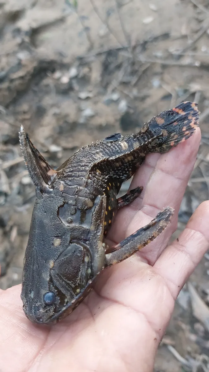 Miniatura: Agamyxis (Agamyxis spp.)