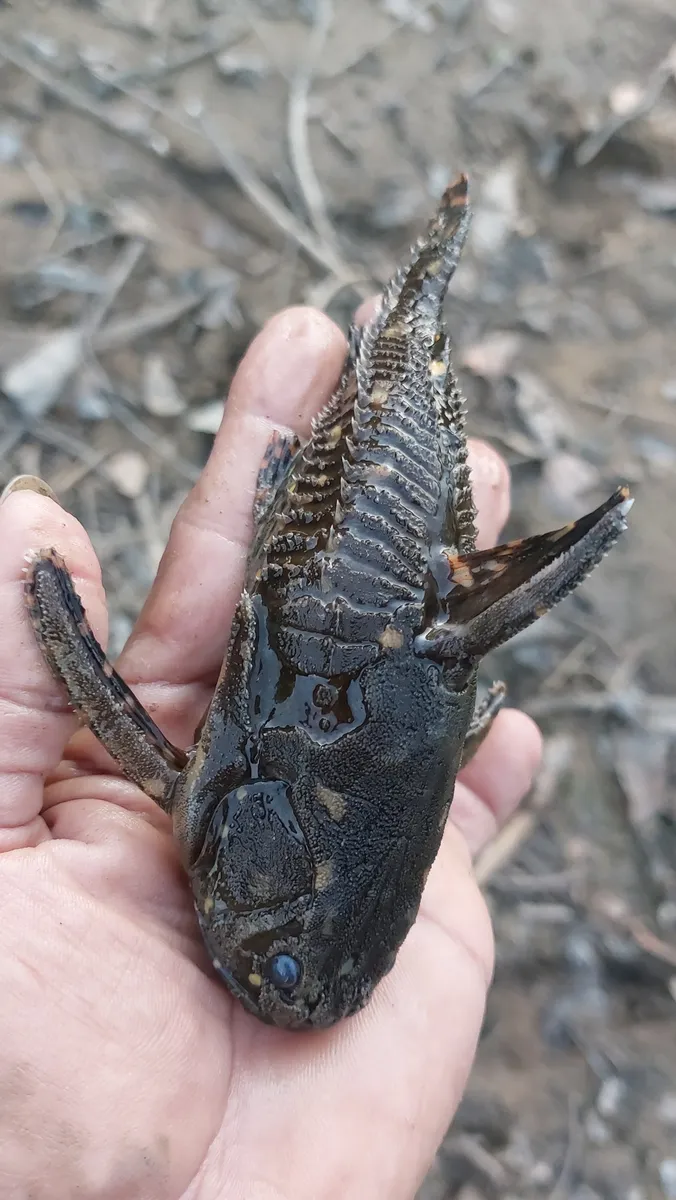 Miniatura: Agamyxis (Agamyxis spp.)