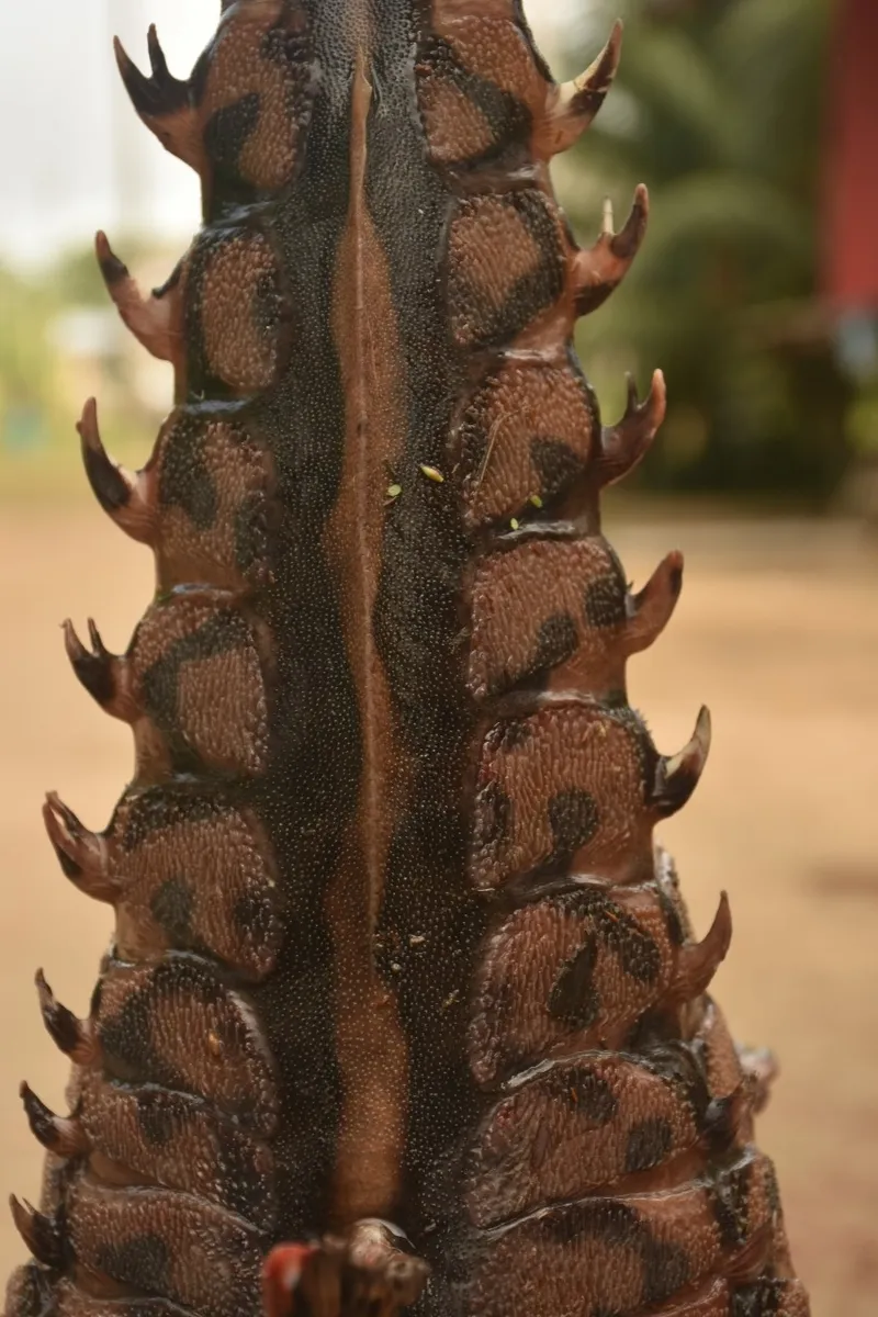 Miniatura: Megalodoras (Megalodoras spp.)