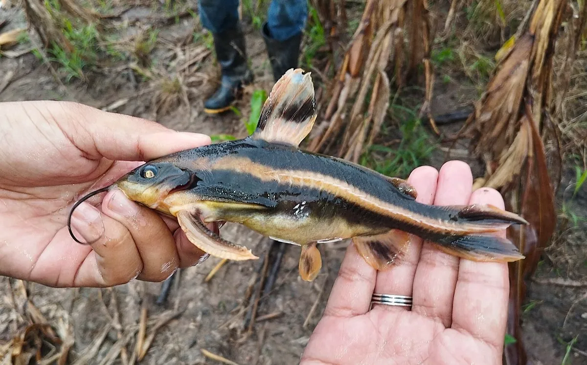 Platydoras (Platydoras spp.)