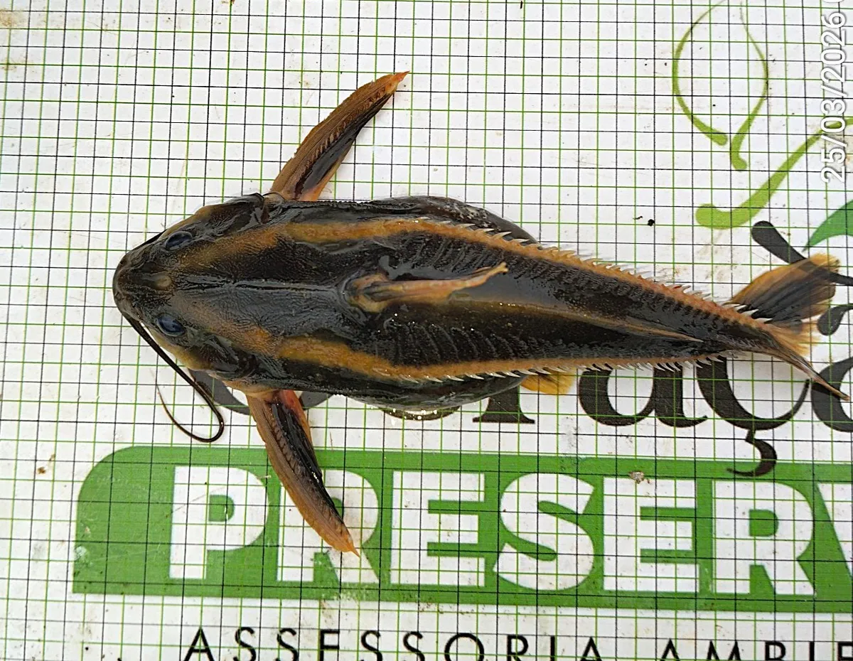 Miniatura: Platydoras (Platydoras spp.)