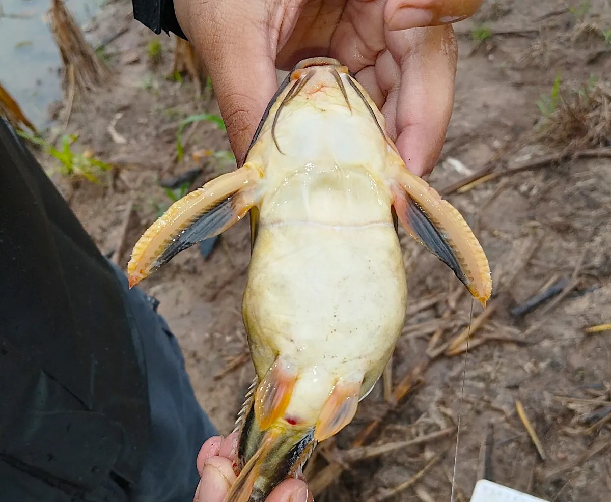Miniatura: Platydoras (Platydoras spp.)