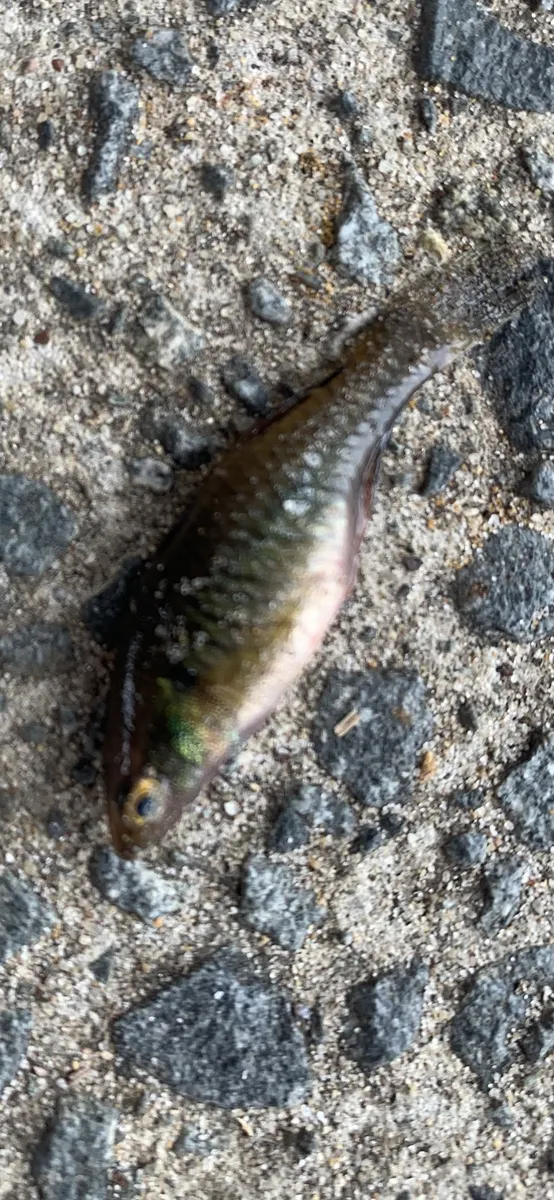 Eleotridi