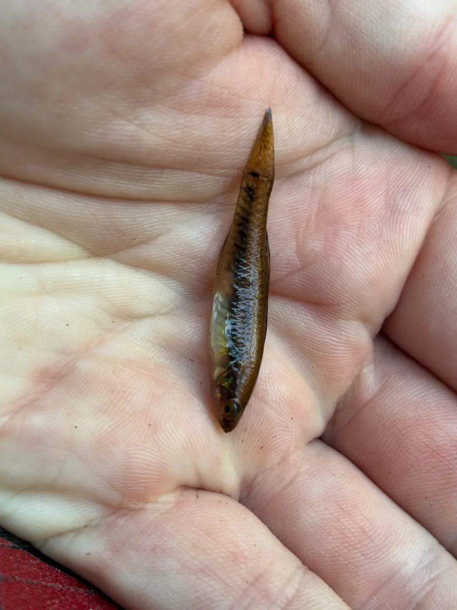 Miniatura: Hypseleotris (Hypseleotris spp.)