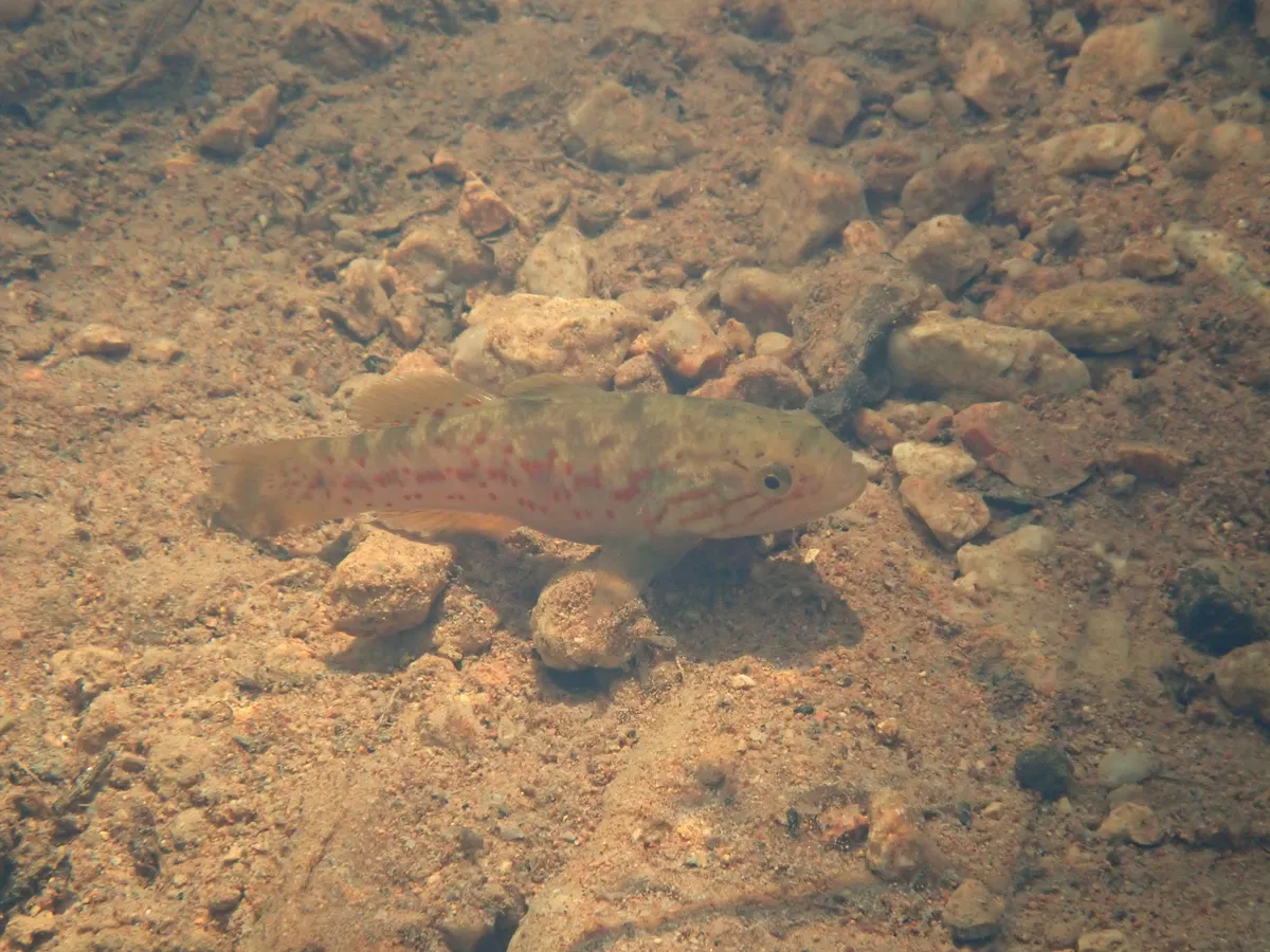 Mogurnda (Mogurnda spp.)