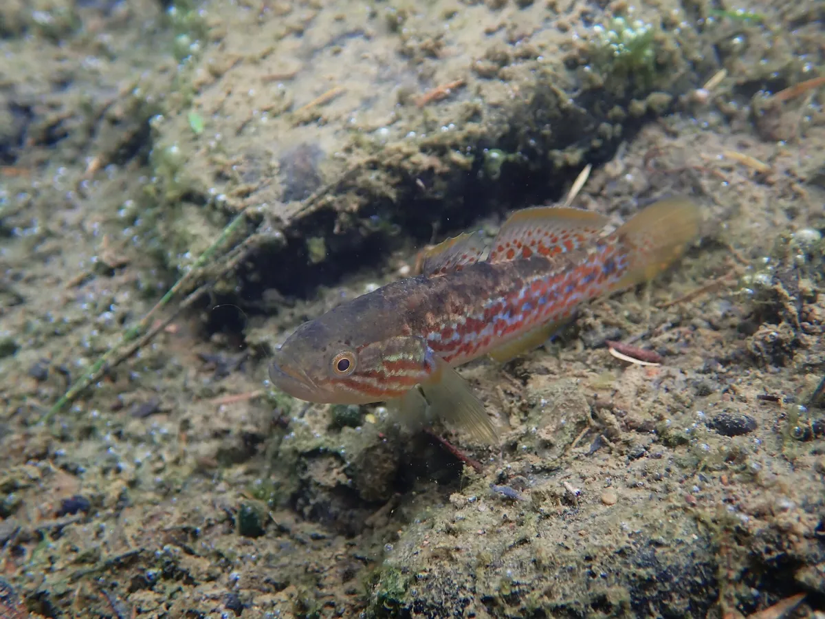 Miniatura: Mogurnda (Mogurnda spp.)