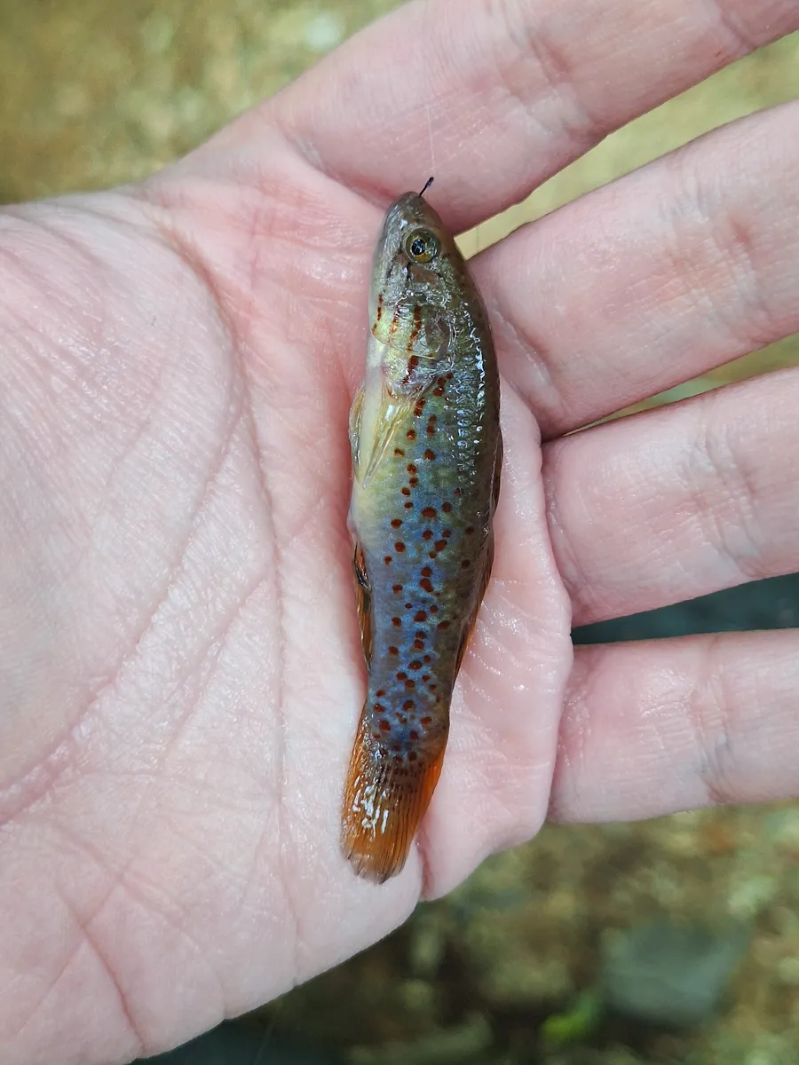Miniatura: Mogurnda (Mogurnda spp.)