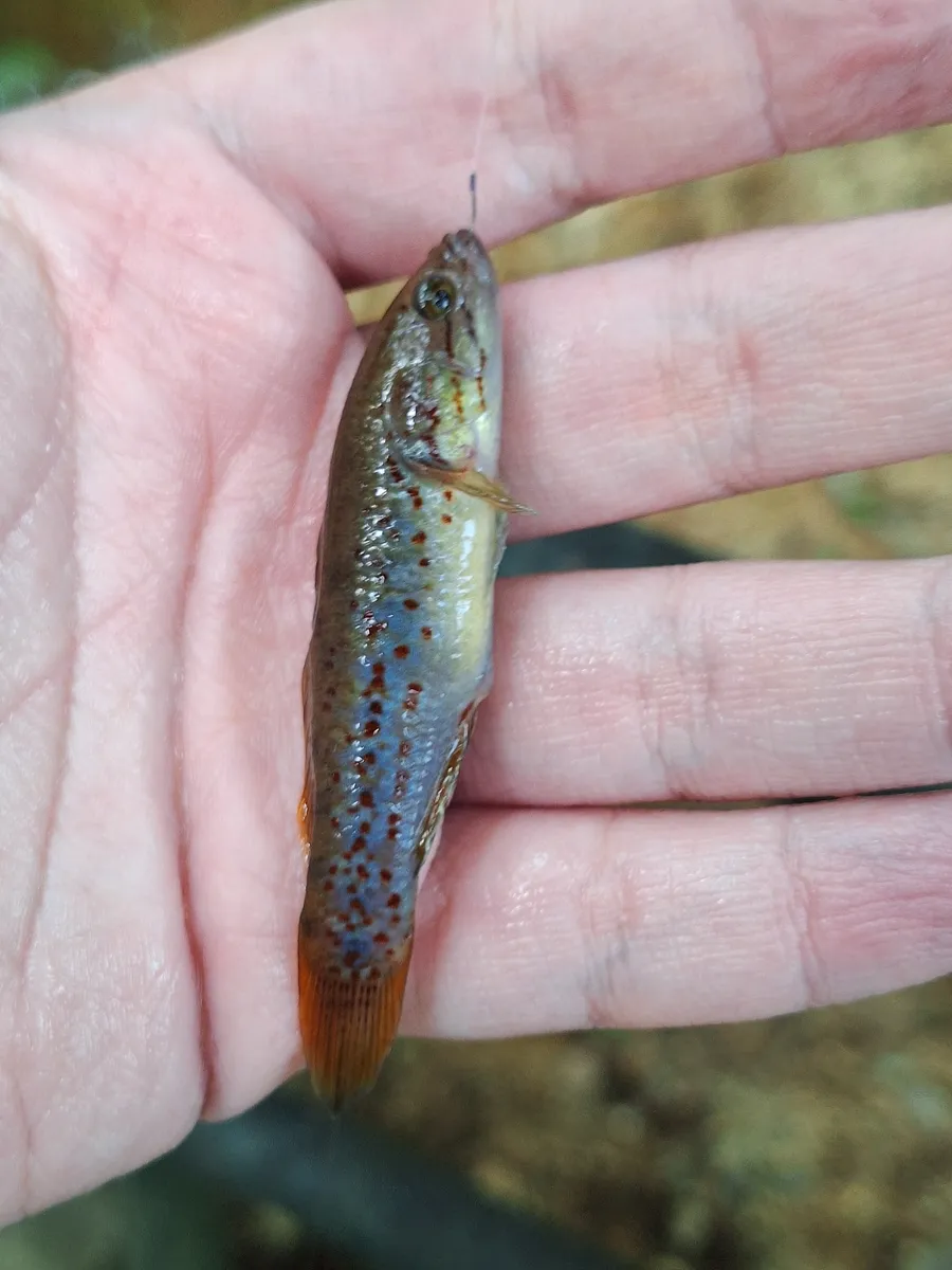 Miniatura: Mogurnda (Mogurnda spp.)