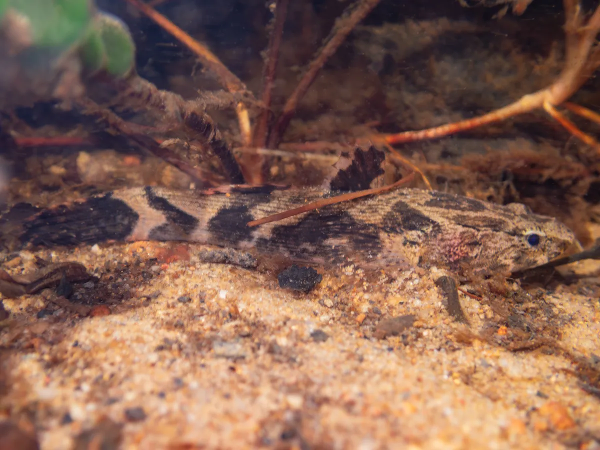 Oxyeleotris (Oxyeleotris spp.)