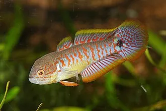 Tateurndina (Tateurndina spp.)