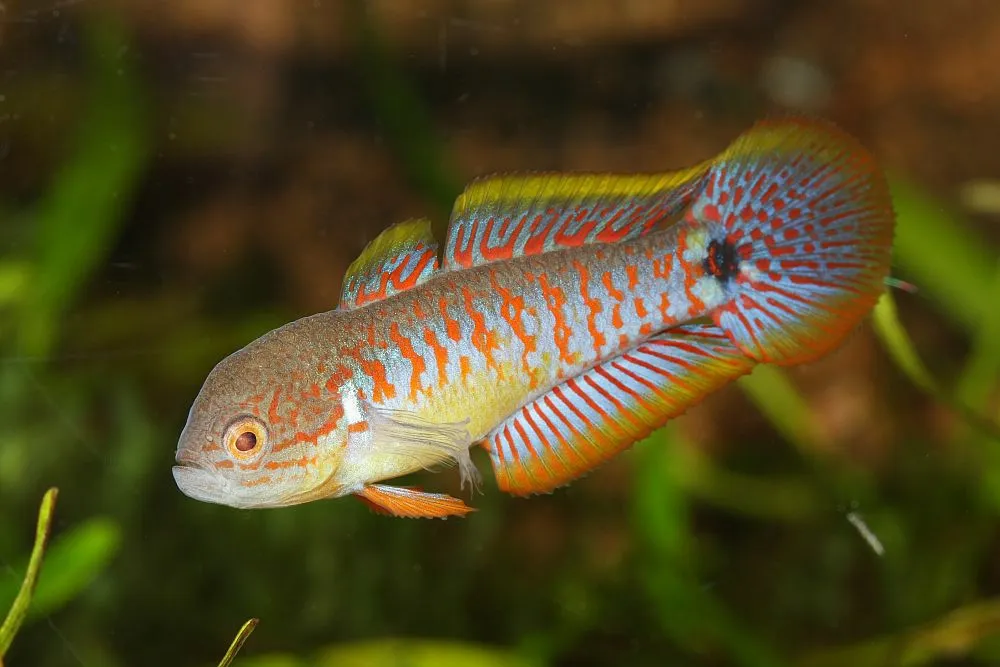 Miniatura: Tateurndina (Tateurndina spp.)
