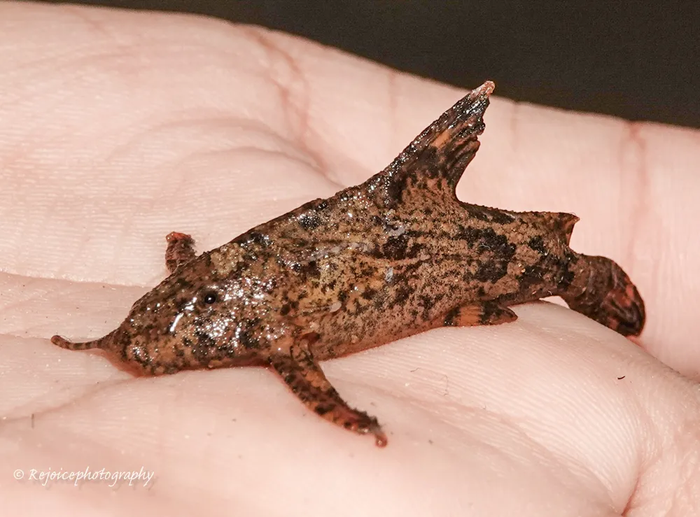 Miniatura: Hara (Hara spp.)