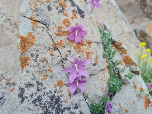 Miniatura: Hara (Hara spp.)