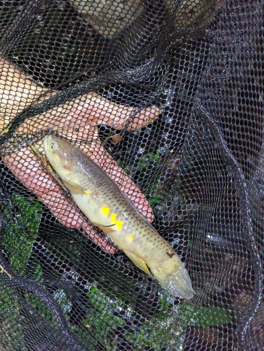Miniatura: Erythrinus (Erythrinus spp.)