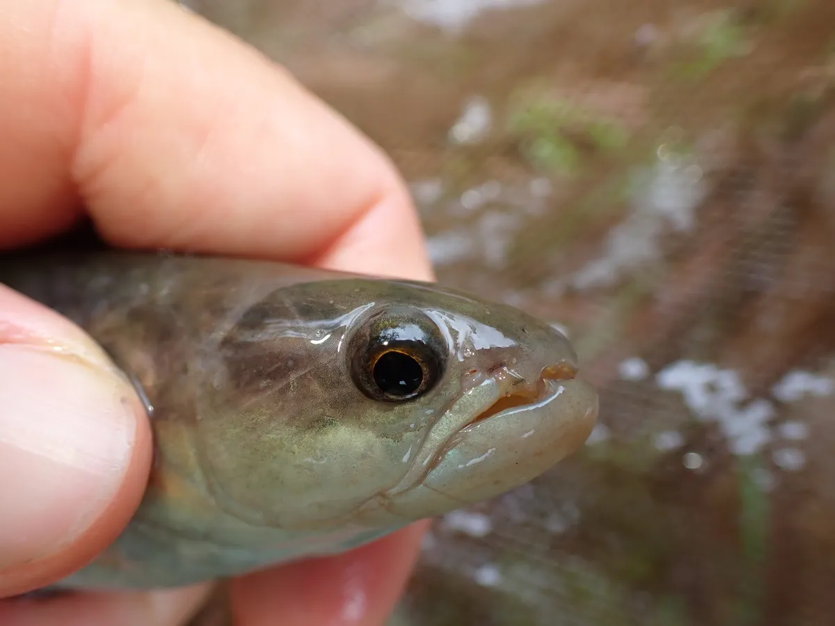 Miniatura: Erythrinus (Erythrinus spp.)