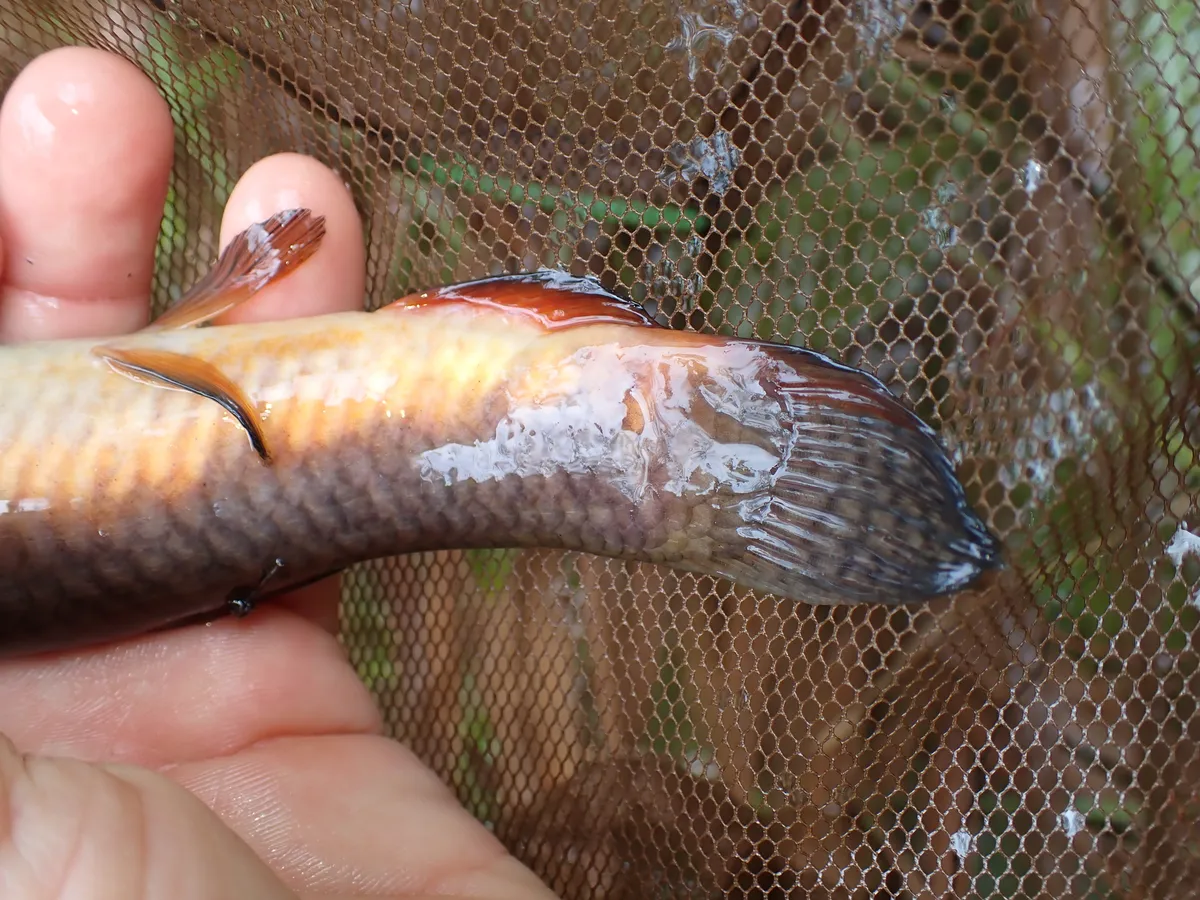 Miniatura: Erythrinus (Erythrinus spp.)