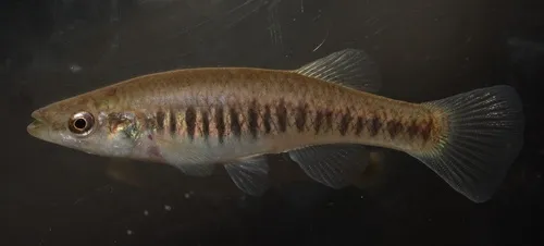 Fundulidi (Killi)