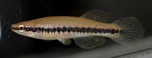 Miniatura: Fundulus (Fundulus spp.)