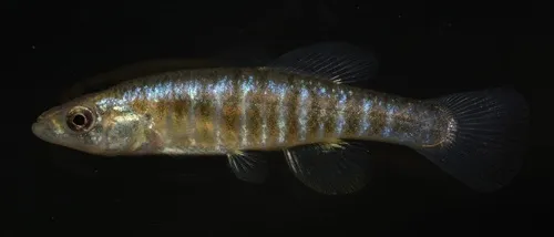 Miniatura: Fundulus (Fundulus spp.)