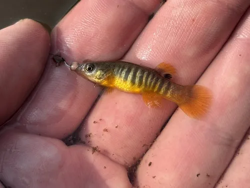 Miniatura: Fundulus (Fundulus spp.)